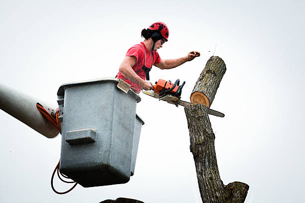  , USA Tree Services Pros